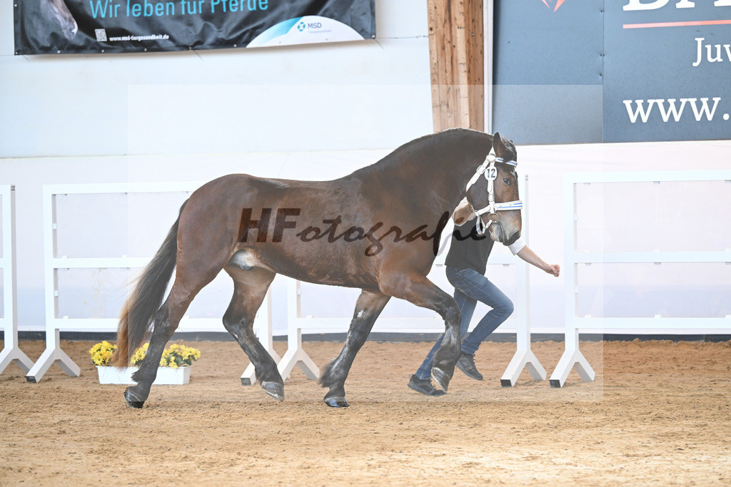 Kat-Nr. 12 v. Nussini II_Birkholz_2230104 | hf-fotografie - Realisiert mit Pictrs.com