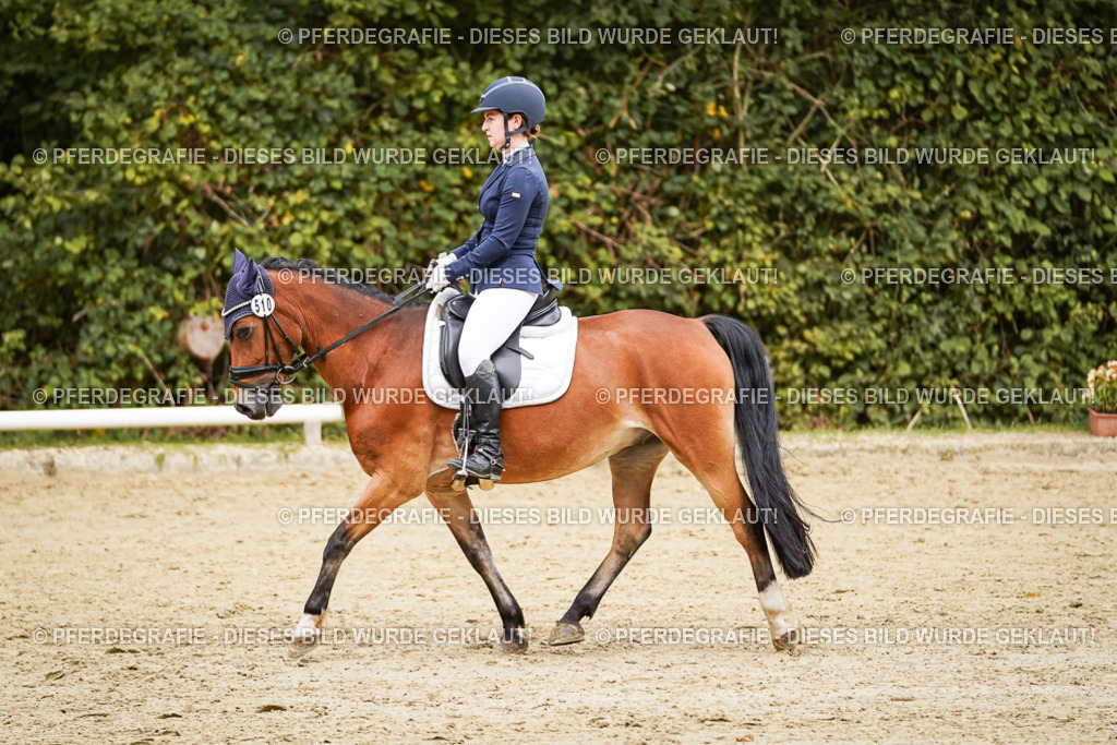 DSC00300 | Pferdegrafie