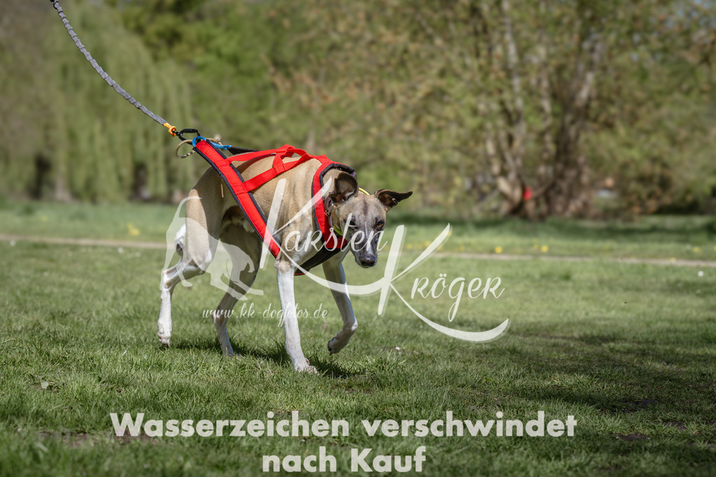 1236_ZZ92553 | kk-dogfotos