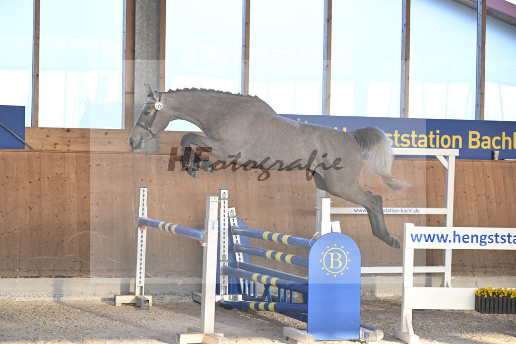 Kat-Nr. 40 Earendel PMZ v. Eldorado v d Zeshoek_Pobitzer_14262223 | hf-fotografie - Realizzato con Pictrs.com
