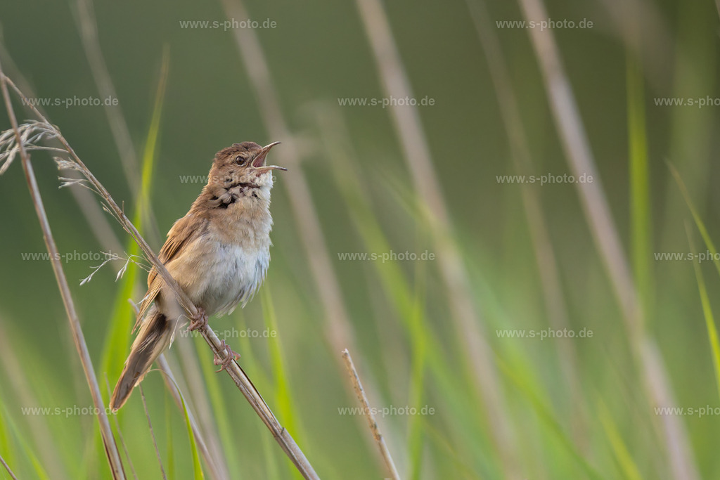 Der Drosselrohrsänger | Ein seltener Anblick, ganz früh morgens im seichten Licht - Realisiert mit Pictrs.com