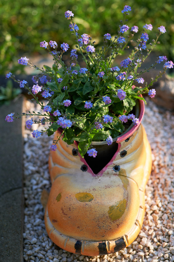 Gelber Keramikschuh mit Vergissmeinnicht im Garten | Burgenland, Austria - April 20, 2022: Gelber Keramikschuh mit Vergissmeinnicht im Garten. - Realisiert mit Pictrs.com