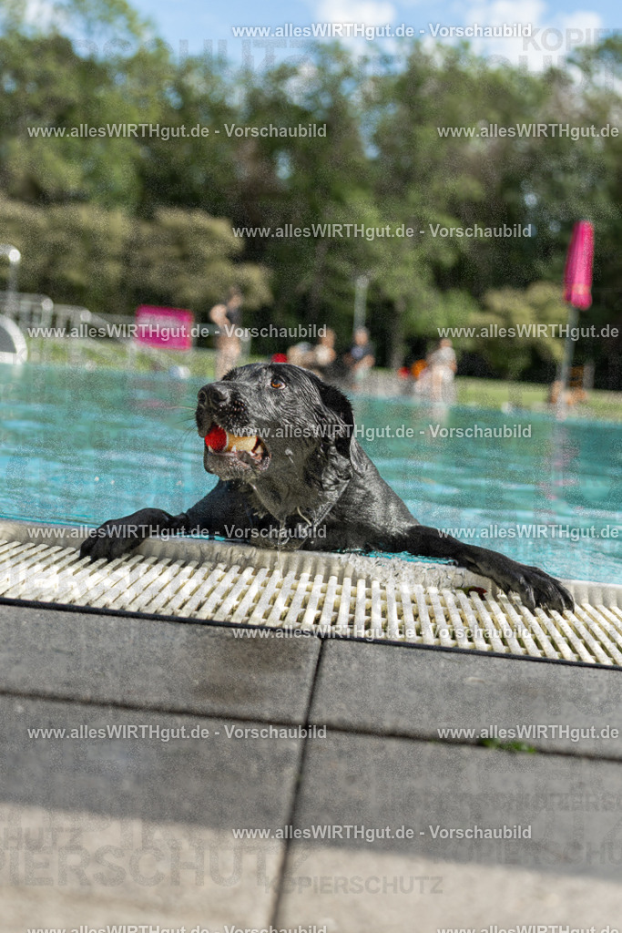 Hundeschwimmen_Volksbad_2026-allesWIRTHgut_Tierfotografie-2609061515-7R501356 | Professionelle Tierfotografie in Mönchengladbach von Daniel Wirth (allesWIRTHgut). Liebevolle & natürliche Bilder von Hunden & Katzen für unvergessliche Erinnerungen.