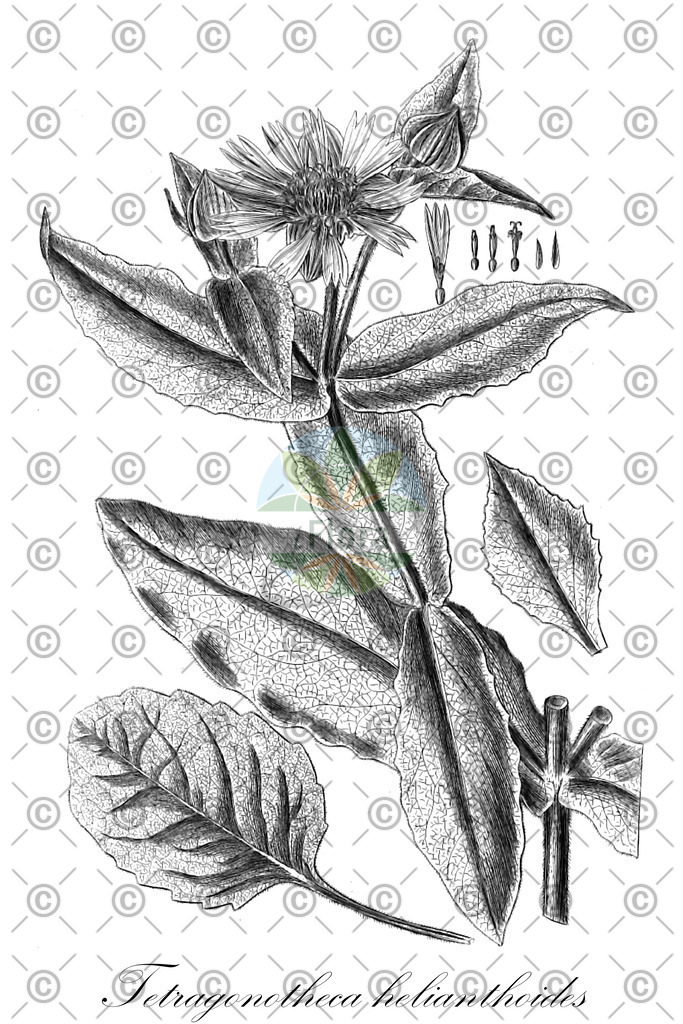 HistAbb_wfo-0000321621_1_ENZY_Simple | Historische Abbildung von Tetragonotheca helianthoides - Asteraceae | Historical Illustration of Tetragonotheca helianthoides - Asteraceae