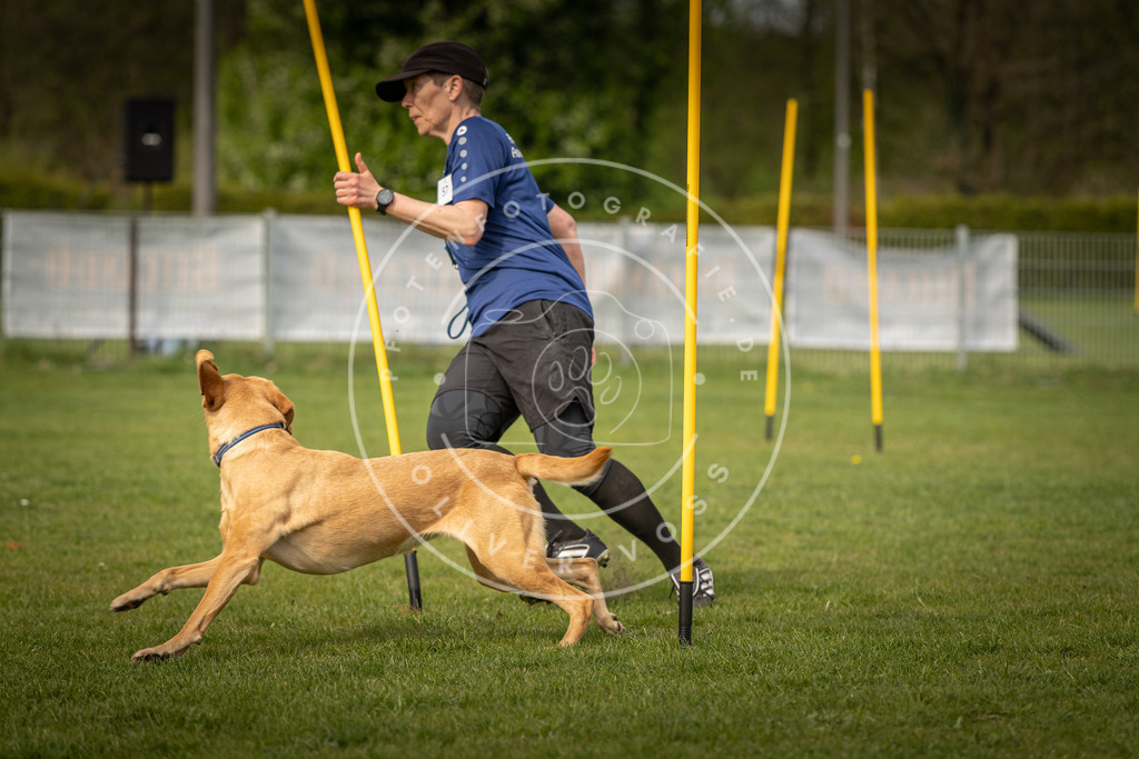 Pfotenfotografie_DV3A5699 | Hundefotografie, Tierfotograf, Pfotenfotografie, Fotoshooting Hund, Hunde Portrait, Hundesport, Hundeportraits, Heideshooting, Hunde, Sportfotograf, Hundefotograf, Turnierhundsport, THS,  - Realisiert mit Pictrs.com