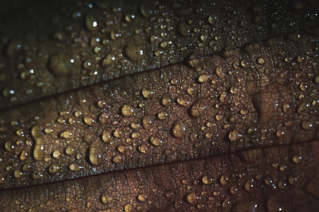 Blatt mit Tautropfen | Simone Sperber, svb-photography,Fotografin,Bilddesignerin,Naturfotografie,Macrofotografie,Tierfotografie,Wildtierfotografie,Ausstellungen,Auftragsfotografie,Kunst,Art,Photographer,Shootings,Bildberatbeitung,Galerie,Shop