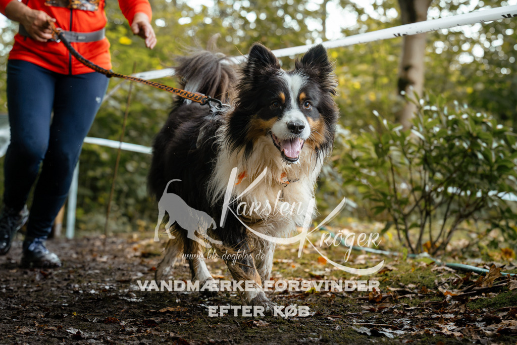 1426DZ6_1939Z6 | kk-dogfotos