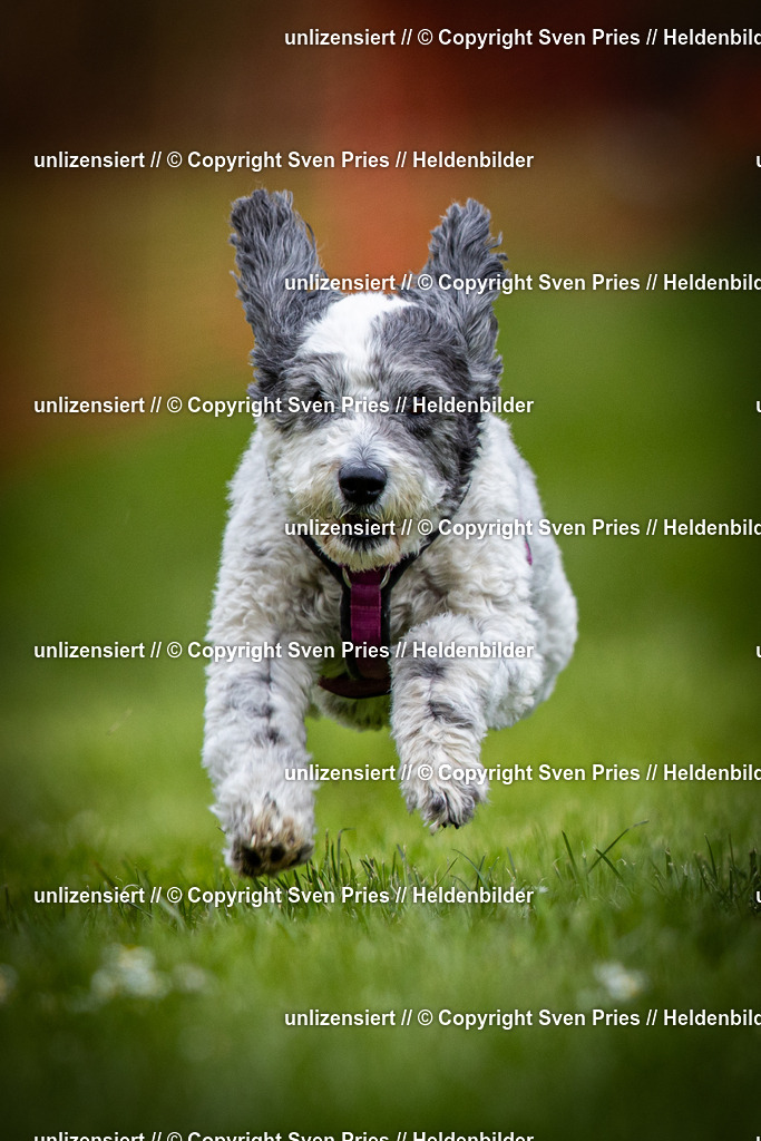 Sven Pries | 2025-04-13 - Hunderennen Baden-Baden - Realisiert mit Pictrs.com