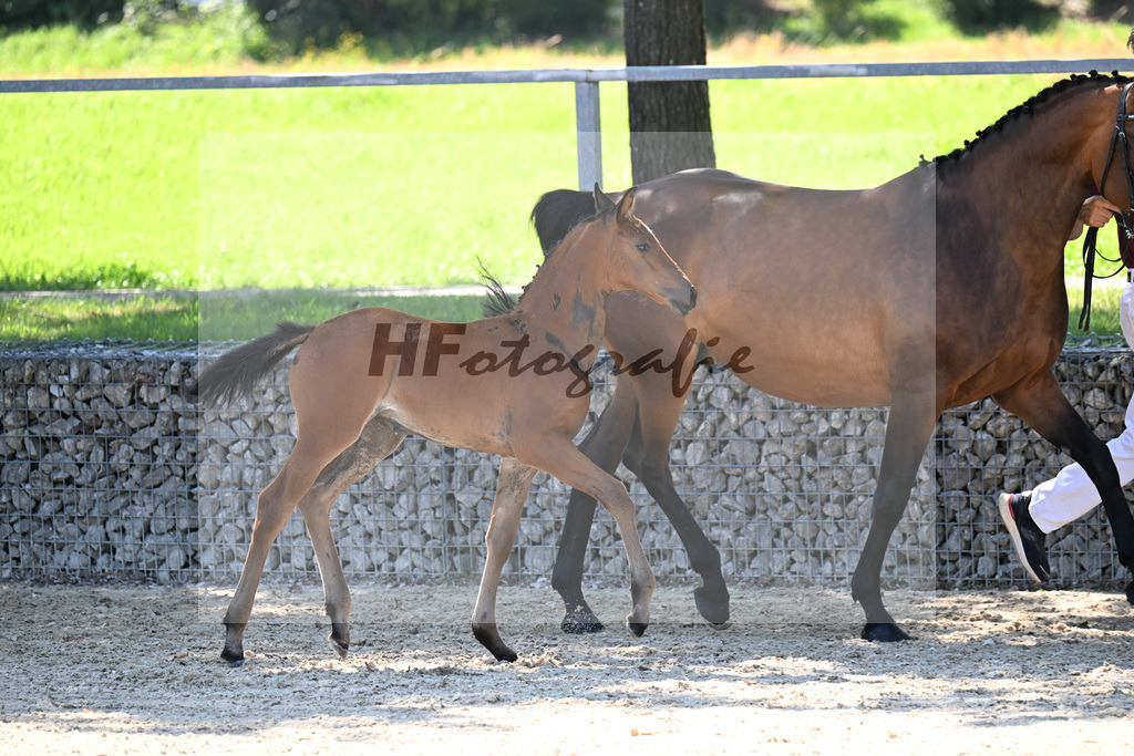 Kat-Nr. 13 Comanchero x Araldik_SF_Joas_26250218 | hf-fotografie - Realisiert mit Pictrs.com