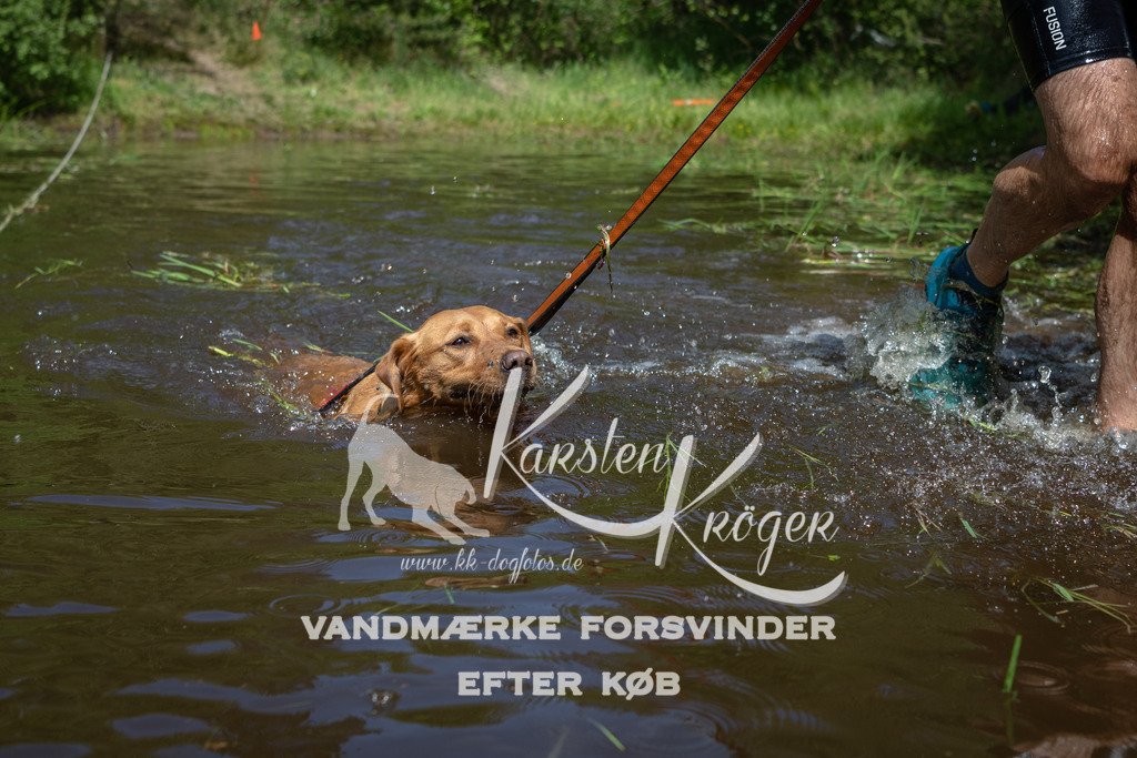 1201DKK991541 | kk-dogfotos