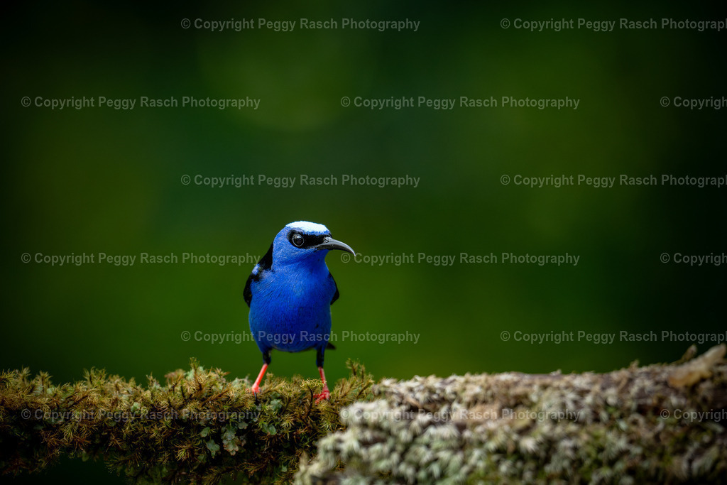 Costa Rica verschiedenes (7) | PeggyRaschPhotography - Realisiert mit Pictrs.com