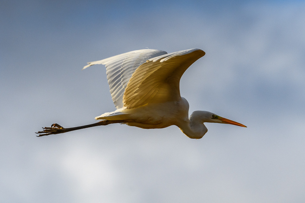silberreiher-2019-017 | Silberreiher (Ardea alba) im Flug über einem Feuchtwiesengebiet am Selker Noor - Realisiert mit Pictrs.com