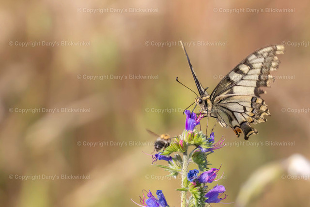 20187 | Tierfotografie, Tierkalender, Tierbilder, Insekten, Spinnen, Vögel, Schmetterling, Libellen, Leinwand, Colorkey, Qualität, Geschenkartikel, Geschenk - Realisiert mit Pictrs.com