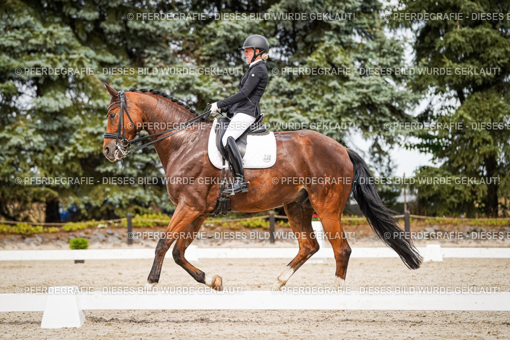 DSC06466 | Pferdegrafie