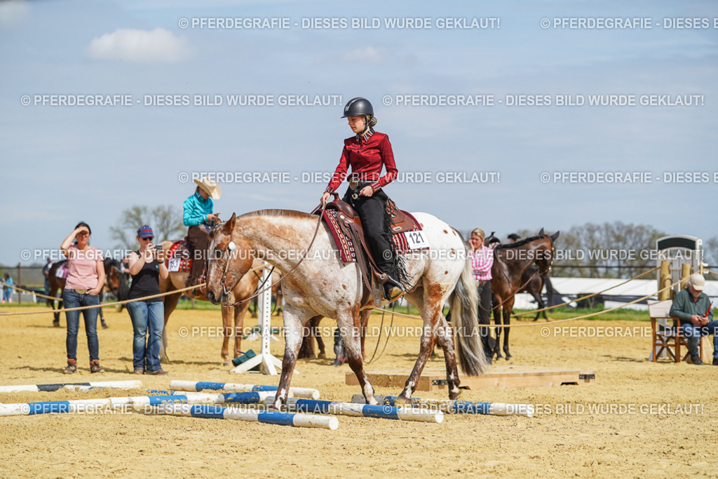 DSC04446 | Pferdegrafie