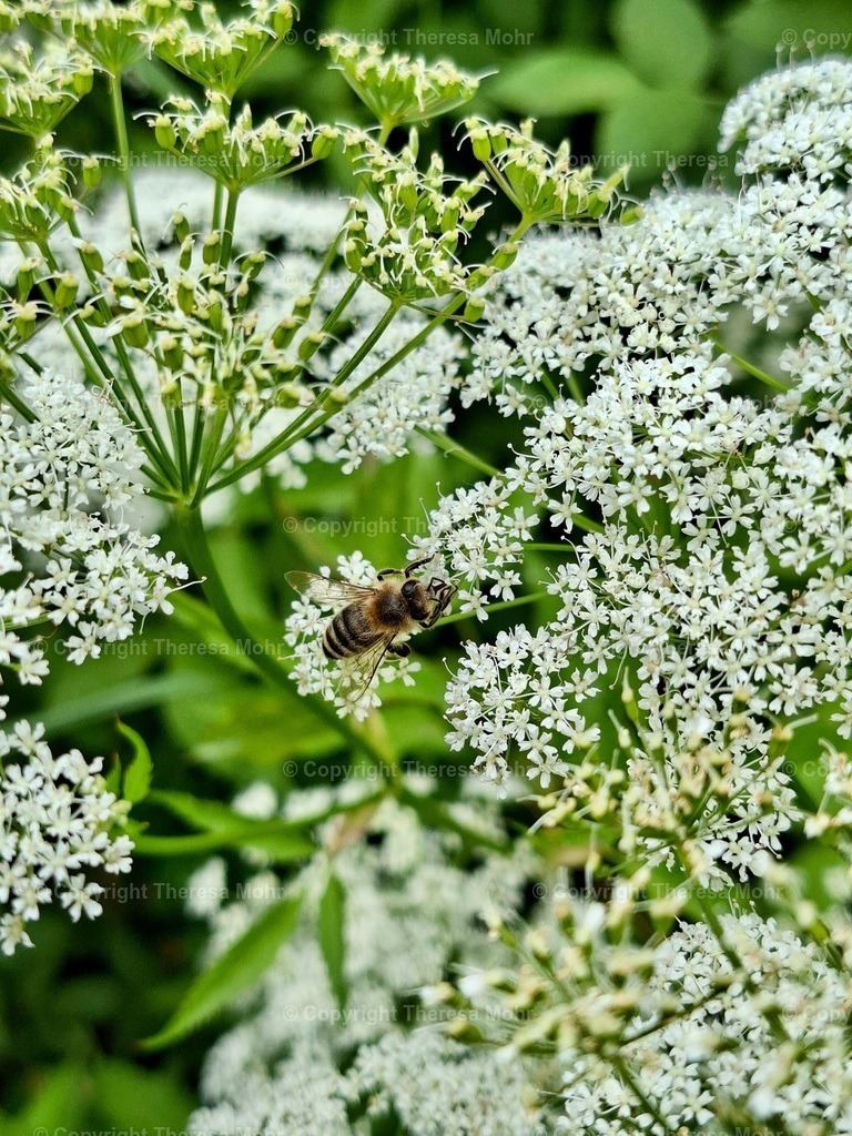 20260617_112039 | Naturpuls - Realisiert mit Pictrs.com