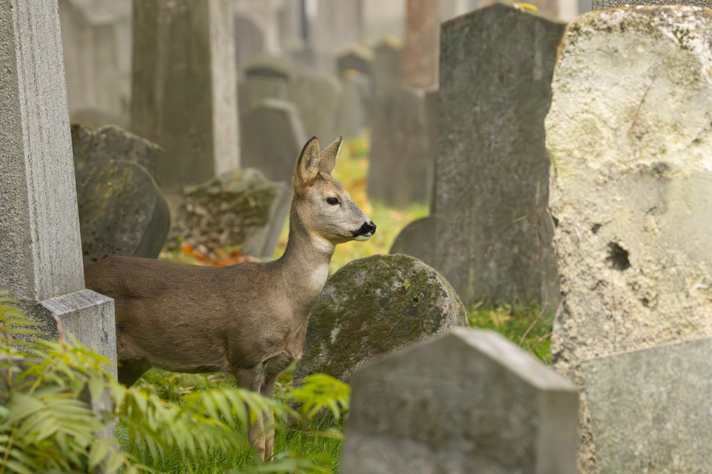 Das Reh | Das Reh (Capreolus capreolus) ist die häufigste und zugleich kleinste Hirschart in Europa und gilt als die am weitesten verbreitete Schalenwildart. Es gehört zur Familie der Hirsche (Cervidae) und bildet zusammen mit Elch und Rentier die Gruppe der Trughirsche. Man unterscheidet das Europäische Reh, das Sibirische Reh und das Mandschurische Reh. Die Tiere sind von graziler, schlanker Statur. Ein ausgewachsenes Reh erreicht eine Schulterhöhe von etwa 60 bis 80 Zentimetern und ein Gewicht zwischen 15 und 30 Kilogramm. Das Männchen wird als Rehbock, das Weibchen als Ricke oder Geiß bezeichnet. Die Jungen sind die Kitze. - Realisiert mit Pictrs.com