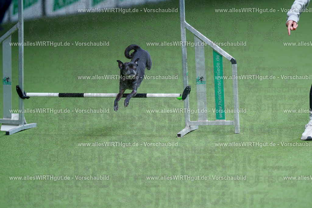 @allesWIRTHgut_Tierfotografie - www.allesWIRTHgut.de - 2604260918-7R507291 | Professionelle Tierfotografie in Mönchengladbach von Daniel Wirth (allesWIRTHgut). Liebevolle & natürliche Bilder von Hunden & Katzen für unvergessliche Erinnerungen.