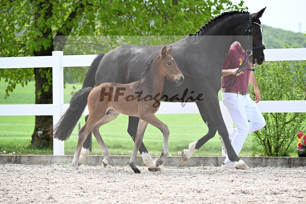 Kat-Nr. 18 HF La Paix x Escamillo_Kusterer_23260475 | hf-fotografie - Realisiert mit Pictrs.com