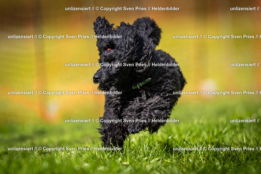 Sven Pries | 2025-04-13 - Hunderennen Baden-Baden - Realisiert mit Pictrs.com