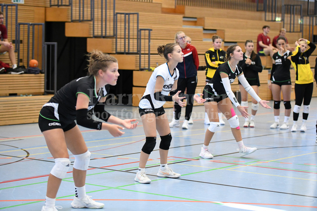TSV Deggendorf Damen : Wilde Wespen Steinach | TSV Deggendorf Damen : Wilde Wespen Steinach - Realisiert mit Pictrs.com