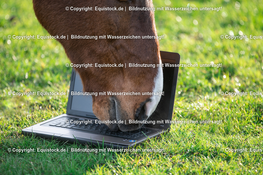 20201207_Pferd-mit-Notebook_0001 | equistock