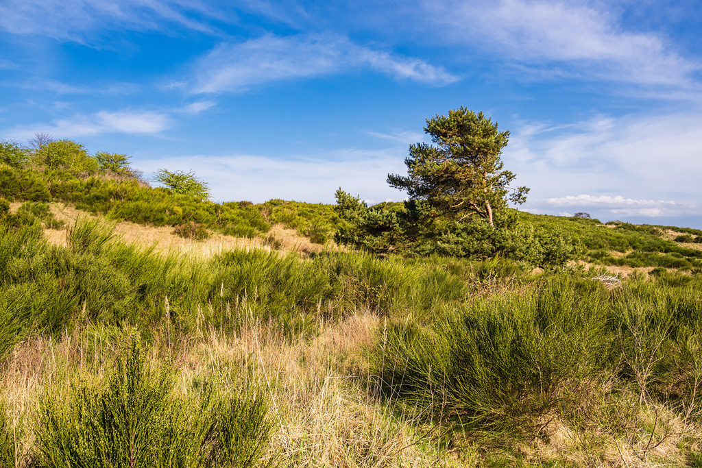 Landschaft mit Bäumen am Dornbusch auf der Insel Hiddensee | Landschaft mit Bäumen am Dornbusch auf der Insel Hiddensee.