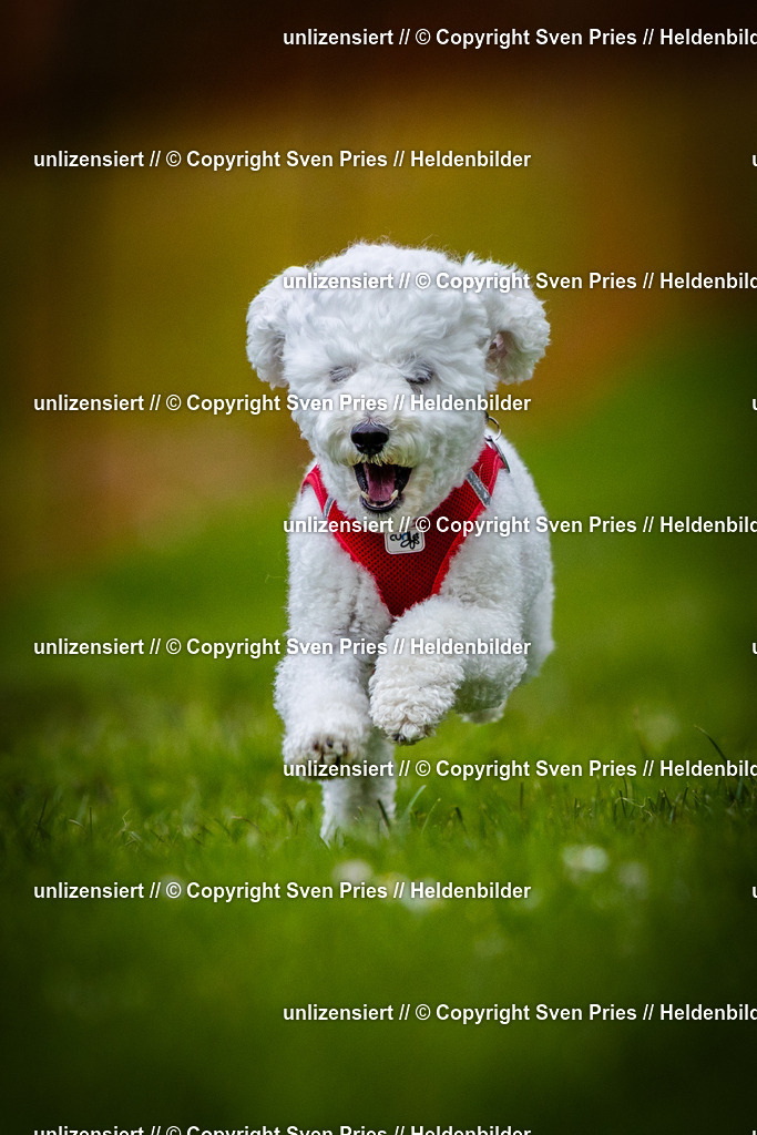 Sven Pries | 2025-04-13 - Hunderennen Baden-Baden - Realisiert mit Pictrs.com