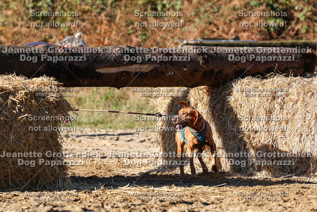 Dog Paparazzi - Strongdog 10-25-1622 | Dog Paparazzi Jeanette Grottendiek Fotografie & Videografie - Realisiert mit Pictrs.com