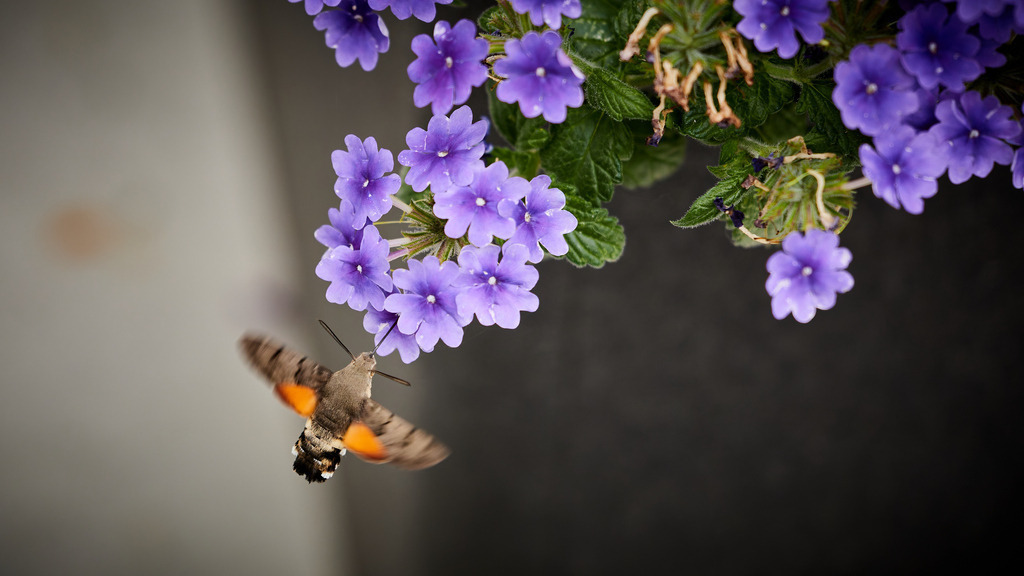 Taubenschwänzchen | kleinen-fotografie