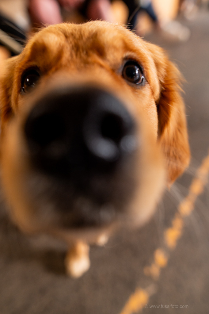 DSC_7756 | "Fussifoto.com – Ihr Ansprechpartner für hochwertige Fotografie! Entdecken Sie kreative Bilder und professionelle Dienstleistungen. Kontaktieren Sie uns für Ihre Projekte!"