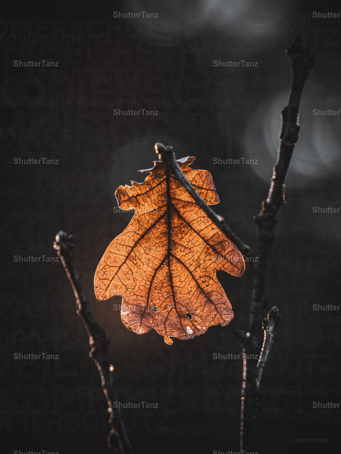 Leaf | SHUTTERTANZ - Realisiert mit Pictrs.com
