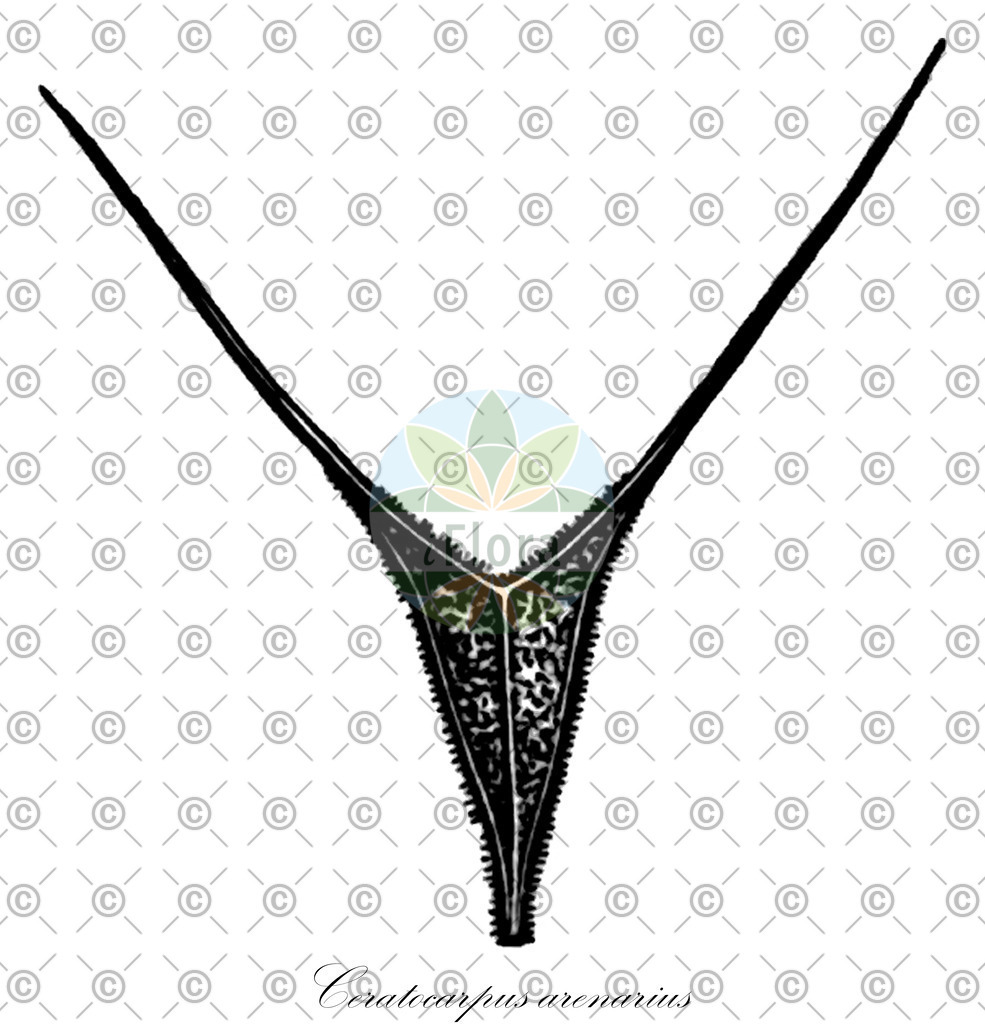 HistAbb_3KSL_1_ENZY_Simple | Historische Abbildung von Ceratocarpus arenarius - Amaranthaceae | Historical Illustration of Ceratocarpus arenarius - Amaranthaceae