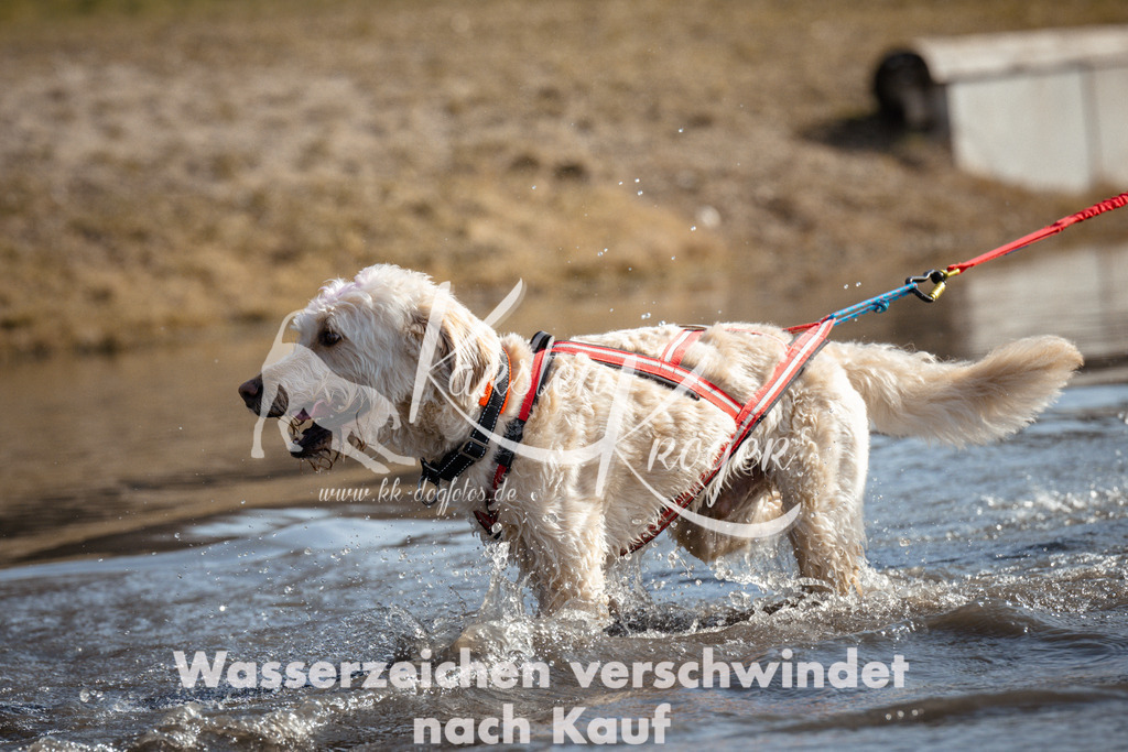 1114_ZZ93304 | kk-dogfotos