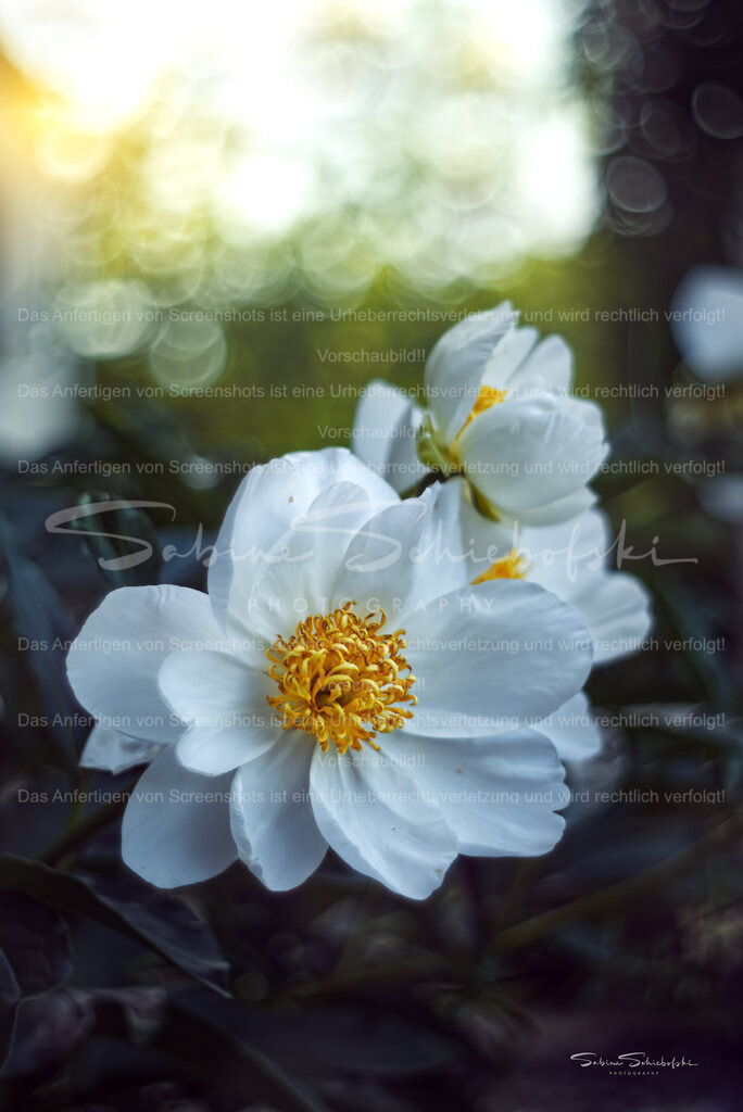 Pfingstrose | People- und Tierfotografie, Imageaufnahmen, Veranstaltungsfotografie und Wandbilder aus der Natur ★ Made in Germany ✔️ Druck + Downloads ✔️ Naturfotografie in Top Qualität ★ schneller Versand, weltweite Lieferung! - Realisiert mit Pictrs.com