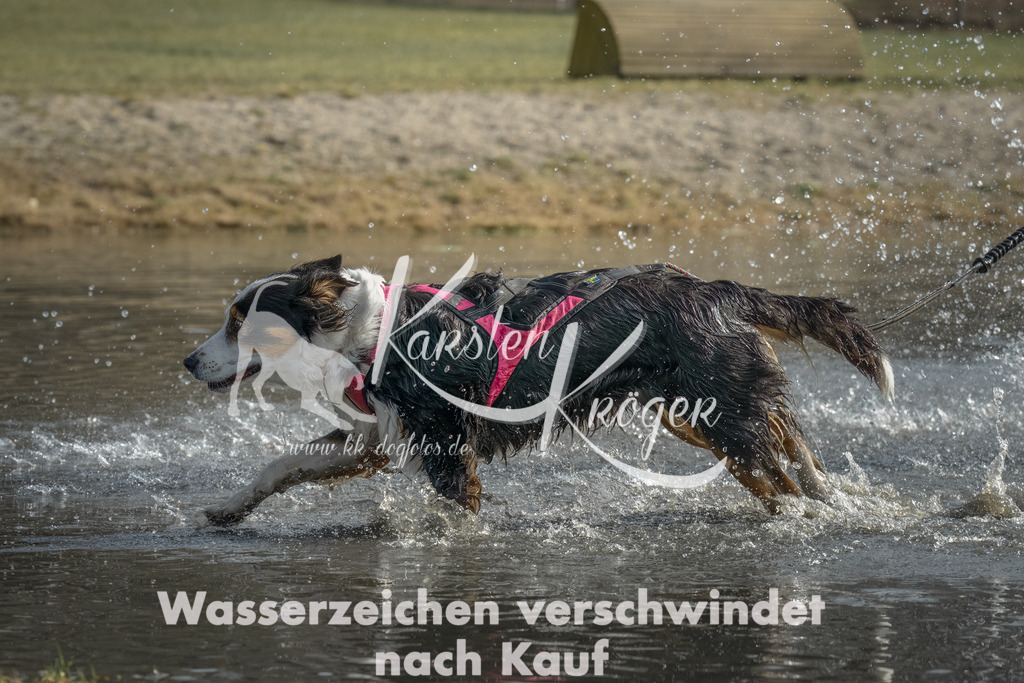 1036_ZZ98487-Bearbeitet | kk-dogfotos
