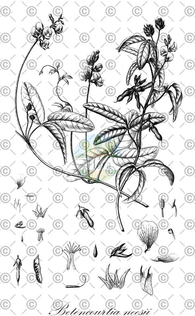 HistAbb_wfo-1000002820_1_ENZY_Simple | Historische Abbildung von Betencourtia neesii - Fabaceae | Historical Illustration of Betencourtia neesii - Fabaceae