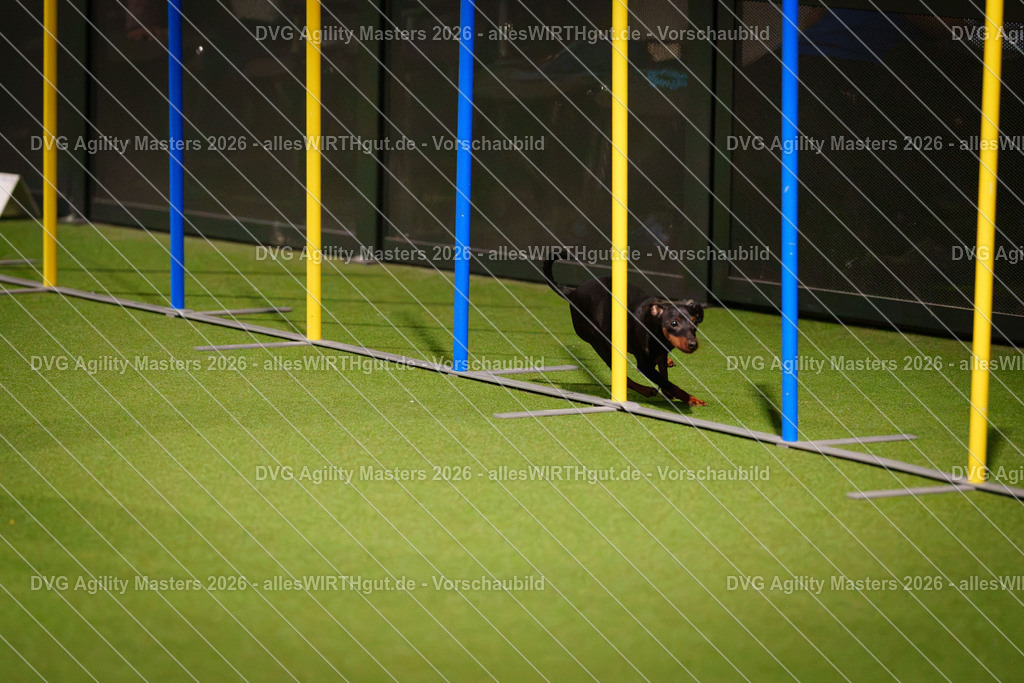 allesWIRTHgut_Tierfotografie-DVG_Agility_Masters_2026-17_45-7R505856 | Professionelle Tierfotografie in Mönchengladbach von Daniel Wirth (allesWIRTHgut). Liebevolle & natürliche Bilder von Hunden & Katzen für unvergessliche Erinnerungen.