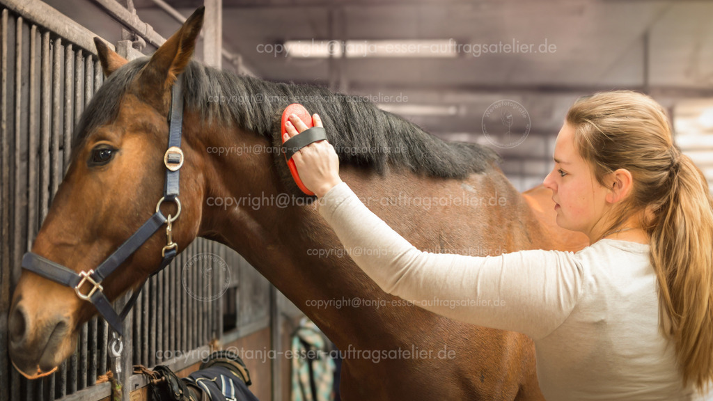 Young woman pegs her horse | Im Stall steht eine junge Reiterin mit ihrem Rennpferd, einem Hannoveraner. Liebevoll bürstet sie das Fell ihres Pferdes. Das Pferd ist entspannt.