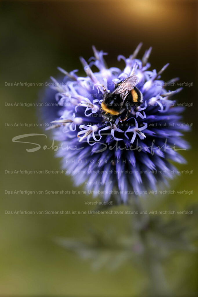 Wandbild Kugeldistel mit Hummel | People- und Tierfotografie, Imageaufnahmen, Veranstaltungsfotografie und Wandbilder aus der Natur ★ Made in Germany ✔️ Druck + Downloads ✔️ Naturfotografie in Top Qualität ★ schneller Versand, weltweite Lieferung! - Realisiert mit Pictrs.com
