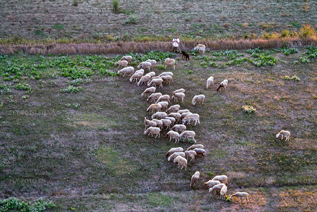 Vue aérienne: Pâturage avec troupeau de moutons et berger à Castroncello à Castiglion Fiorentino dans le département Arezzo, Italie. Photo: IMG_43878.jpg prise le 29/07/2011 par Werner Riehm/FLY-FOTO.euRésolution de l'original: 4272 x 2848 px