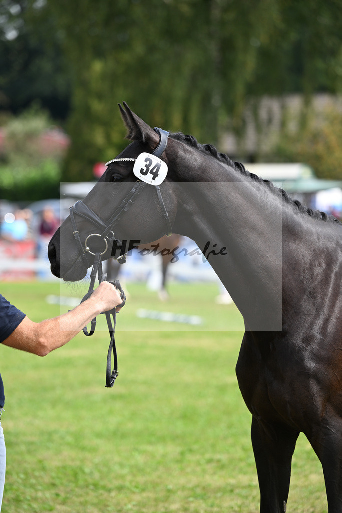 Kat-Nr. 34 Black Besinda H.S. v. Dancier Gold_Becker_30250888 | hf-fotografie - Realisiert mit Pictrs.com