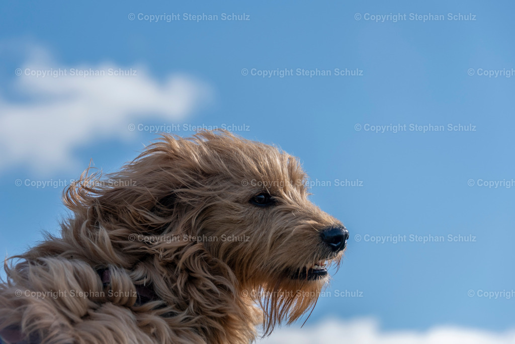 Aprilwetter | Ein kräftiger Wind bläst einem Mini Goldendoodle ins Gesicht. - Realisiert mit Pictrs.com