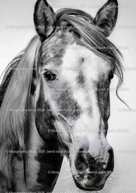 Pferd 039 | titusgraphy-shop: Geschenkideen mit Qualitätsfotos. titusgraphy-shop: gift ideas with quality photos. titusgraphy-shop: idées cadeaux avec photos de qualité.  - Realisiert mit Pictrs.com