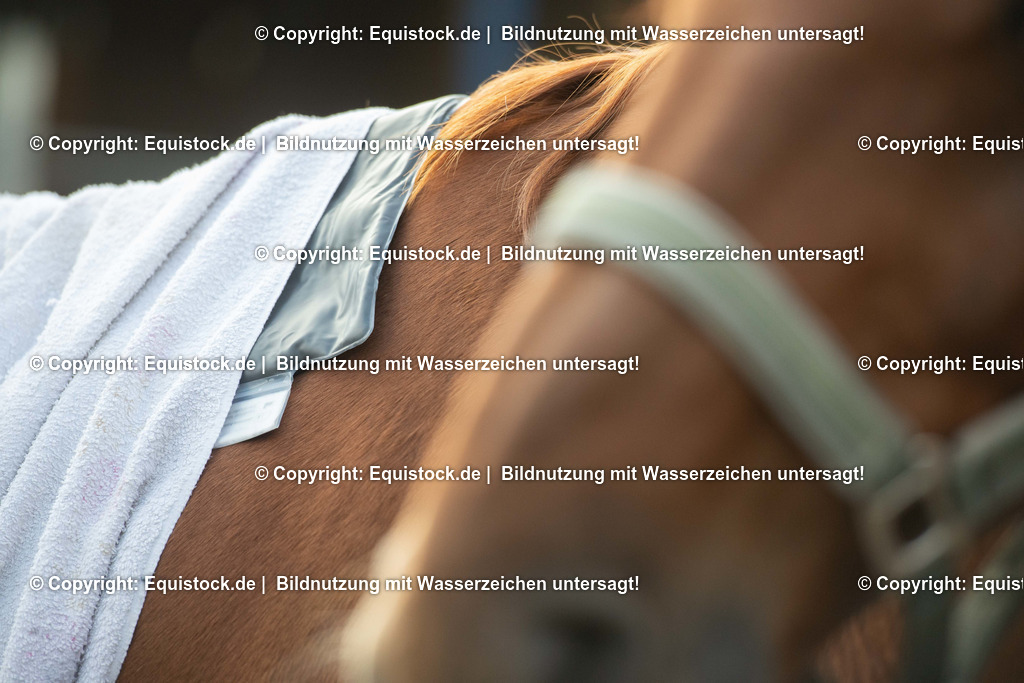 20200928_Moorpackung_0006 | equistock