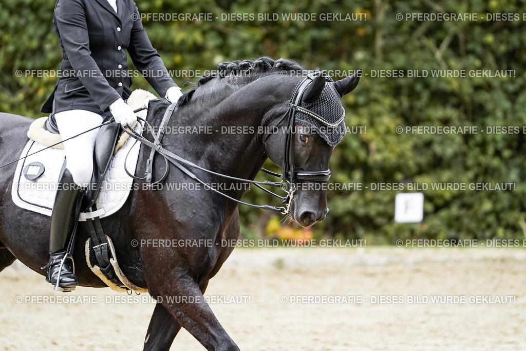 DSC02175 | Pferdegrafie