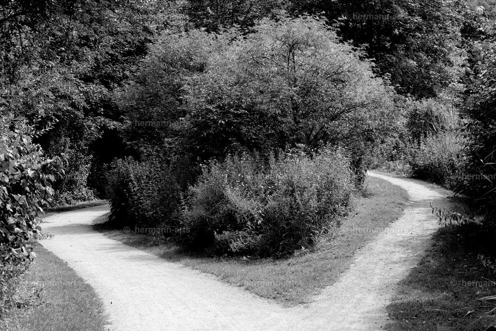 Bagno_09_07_24_DPP-90a | Photo Foto Kunst Art schwarzweiss Bilder Rheine Münster Berlin Blumen 