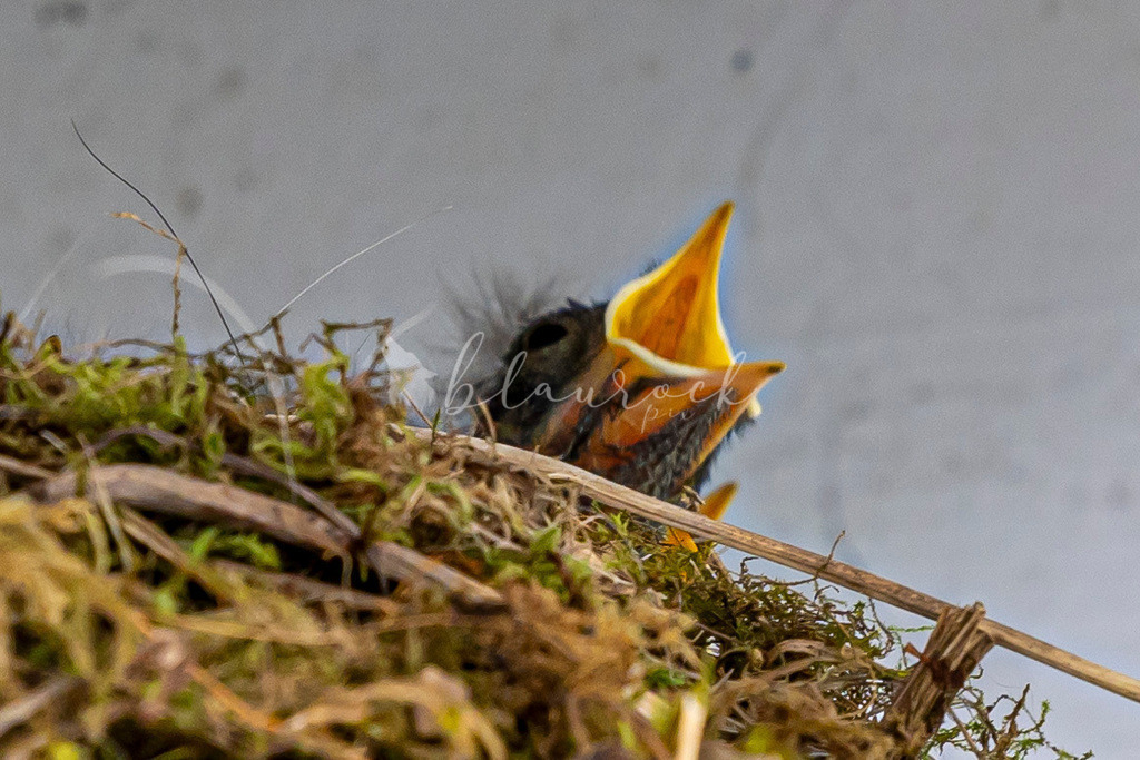 2J4A4492 | Sportbilder, Sportfotograf, Hochzeits- und Eventfotografin, Flugshows, Portraits und Tiershooting, Aviation, Downhill, Nationalleague, Swissleague, International