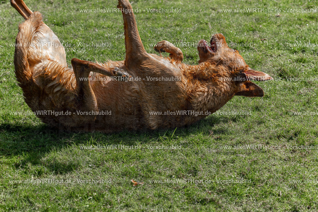 Hundeschwimmen_Volksbad_2026-allesWIRTHgut_Tierfotografie-2609061420-FAY06939 | Professionelle Tierfotografie in Mönchengladbach von Daniel Wirth (allesWIRTHgut). Liebevolle & natürliche Bilder von Hunden & Katzen für unvergessliche Erinnerungen.