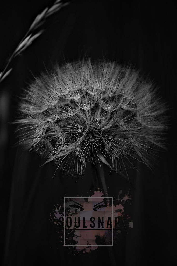 Picsart_22-05-29_18-38-14-247 | SoulSnap Fotografie - Realisiert mit Pictrs.com